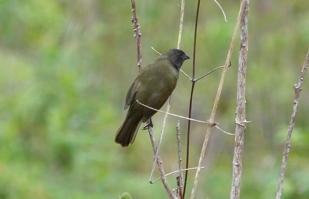 Black-throated Grassquit Delphi Abaco 6