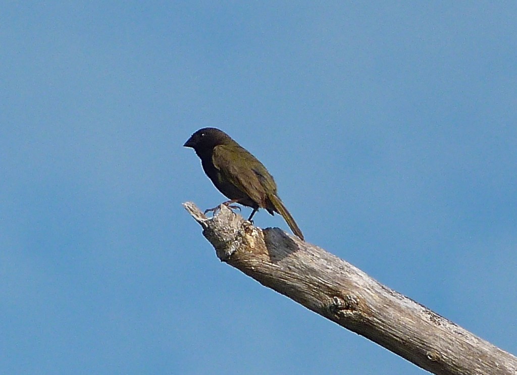 Black-throated Grassquit Delphi Abaco 8