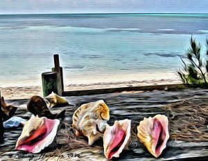 conchs-at-sandy-point-1