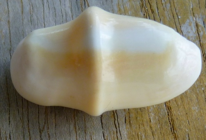 Flamingo Tongue Snail Shell, Keith Salvesen Abaco