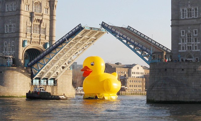 A giant 50 foot rubber duck floats down the Thames under Tower Bridge