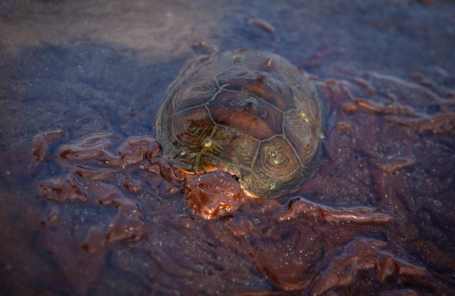 Sea Turtle / Oil Pollution Boston.com / Reuters
