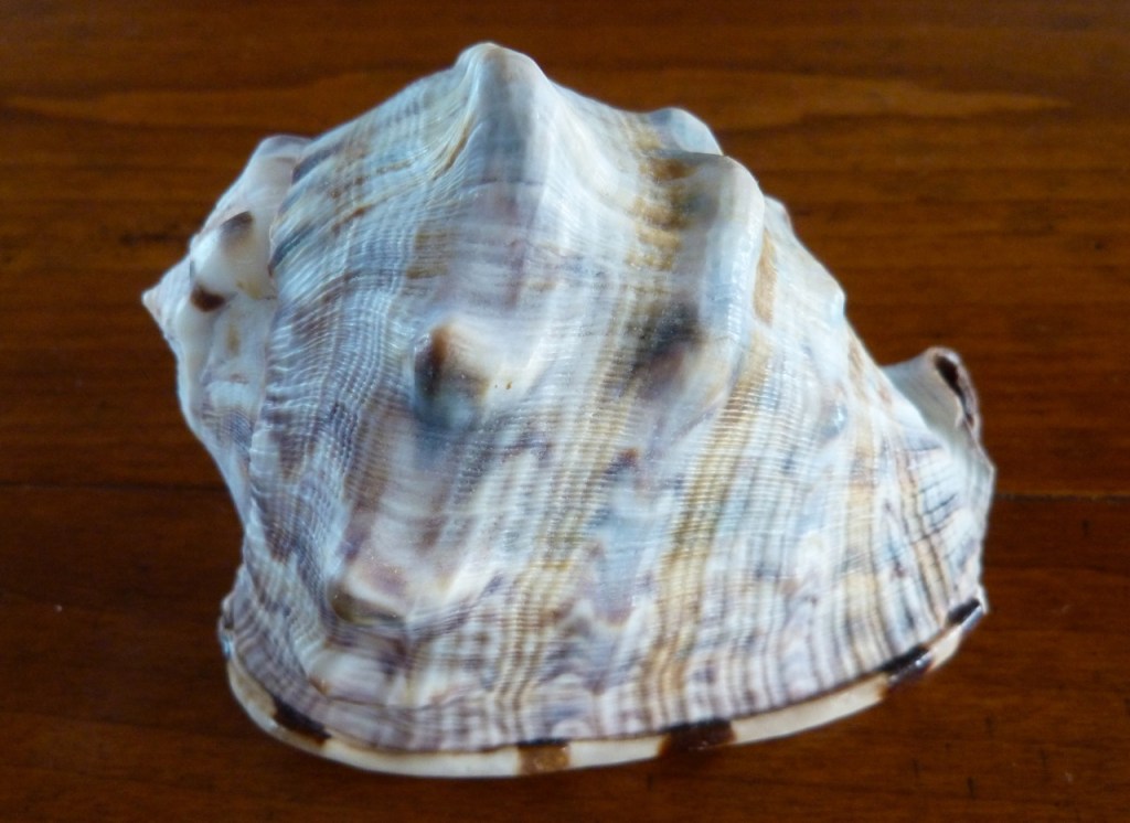 KING HELMET SHELLS (Cassis tuberosa) MORE DELPHI CLUB SHELLS | ROLLING ...