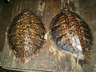 IUCN: illegal turtle shells