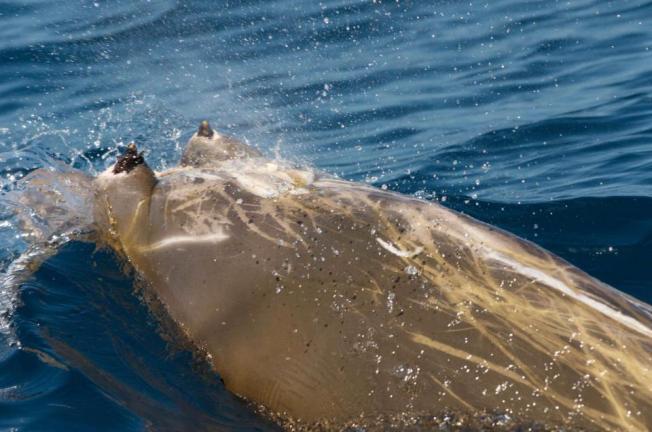 Blainville's Beaked Whale Abaco