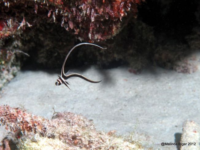 Juvenile Drumfish 2 ©Melinda Riger GB Scuba