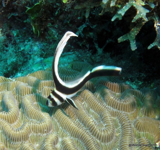 Juvenile Drumfish ©Melinda Riger GB Scuba