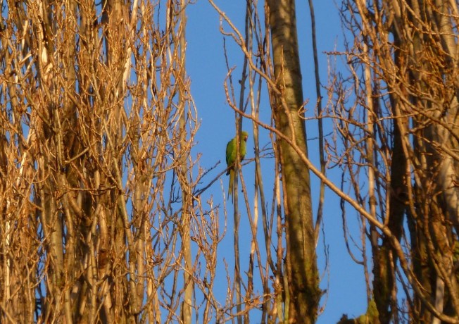 Parakeet 1