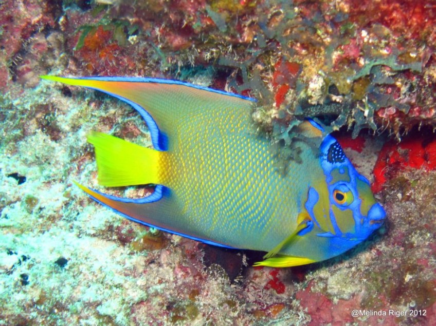 Queen Angelfish ©Melinda Riger / Grand Bahama Scuba