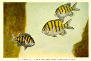 Sergeant Major