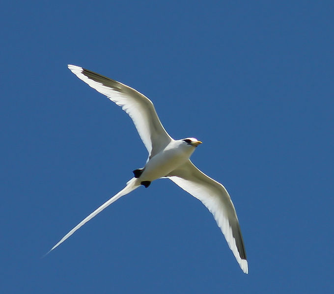 Whitetailed Tropicbird WikiPic