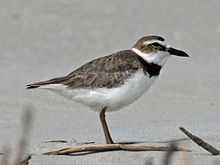 Wilson' Plover male Wikipic