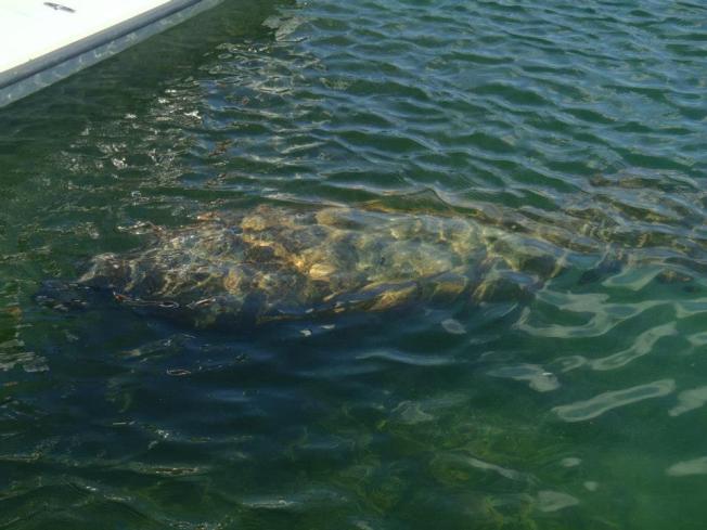 312448_4869508889177_1518325254_n