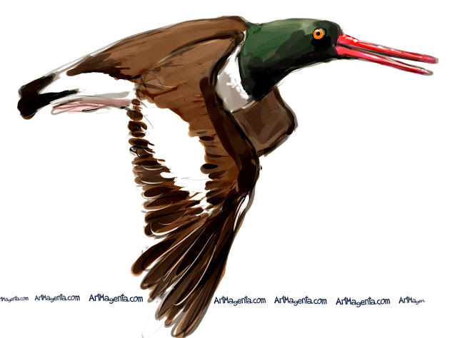 American-Oystercatcher