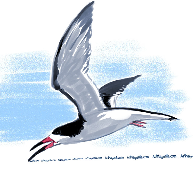 Black-Skimmer