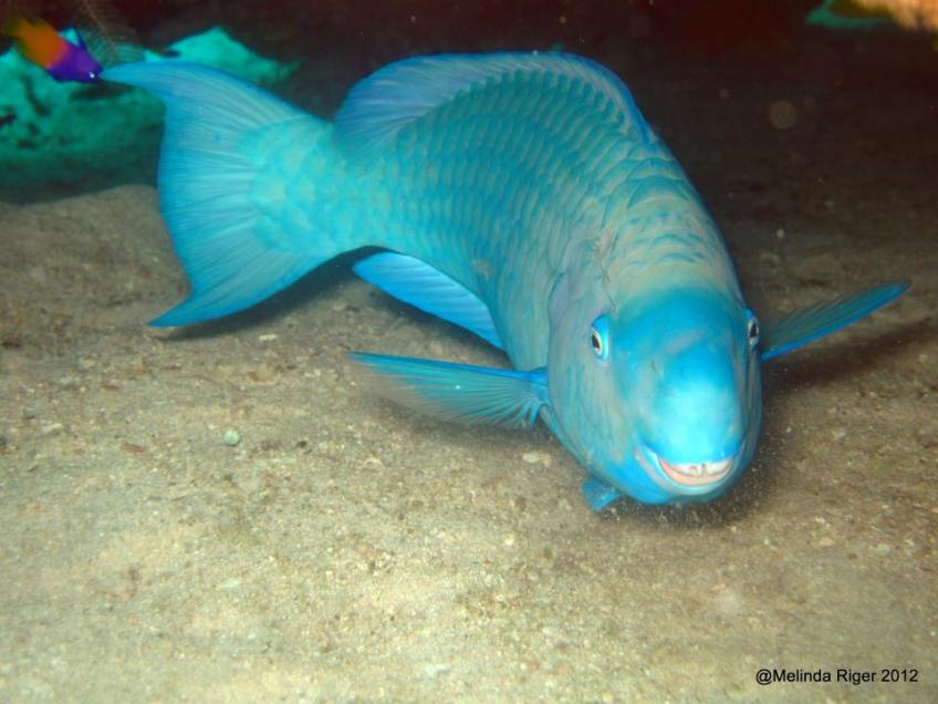Blue Parrotfish copy 2