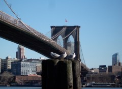 Brooklyn Gulls