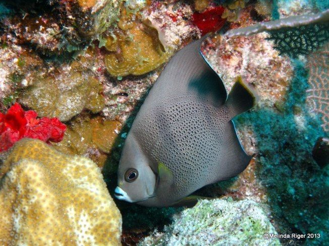 Gray Angelfish ©Melinda Riga @ BP Scuba