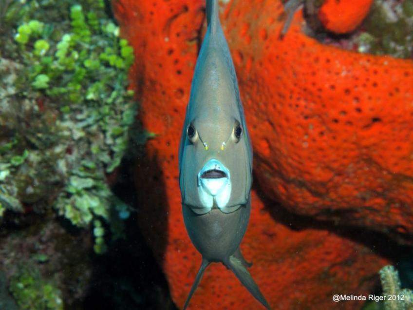Gray Angelfish (front view) ©Melinda Riger