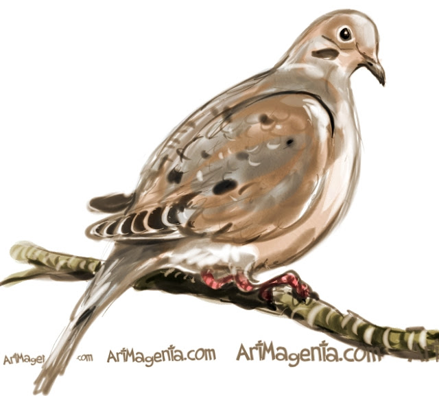 Mourning-Dove