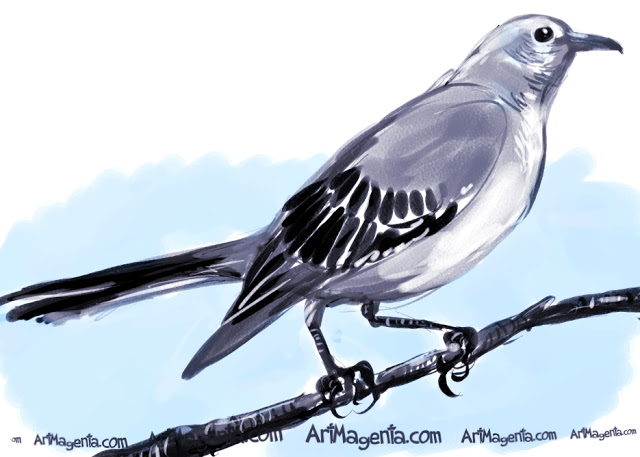 Northern-Mockingbird