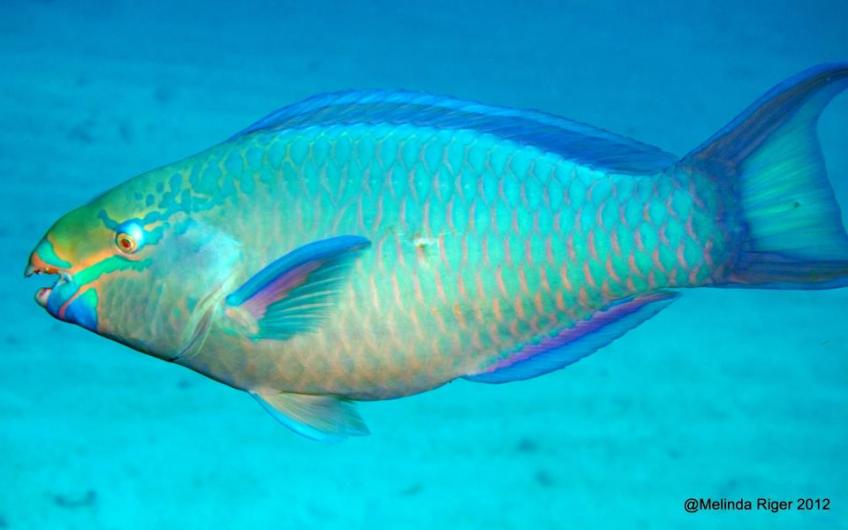 Princess Parrotfish