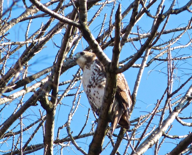 Red-tailed Hawk PPB 1