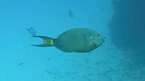 Stoplight Parrotfish ©RH