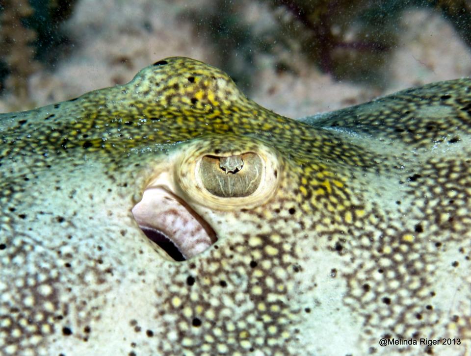 Up close of the eye of a yellow stingray