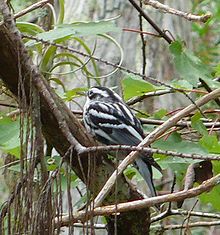 Black & White Warbler (Wiki)
