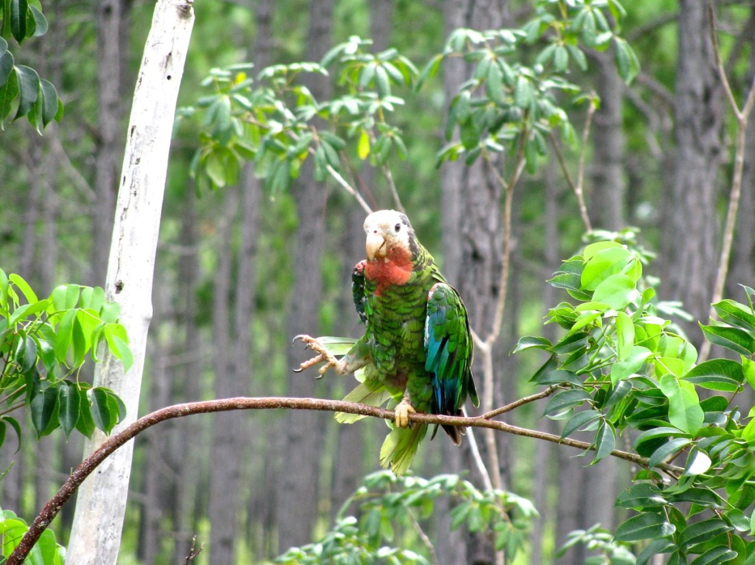 ABACO PARROT CS 13-1