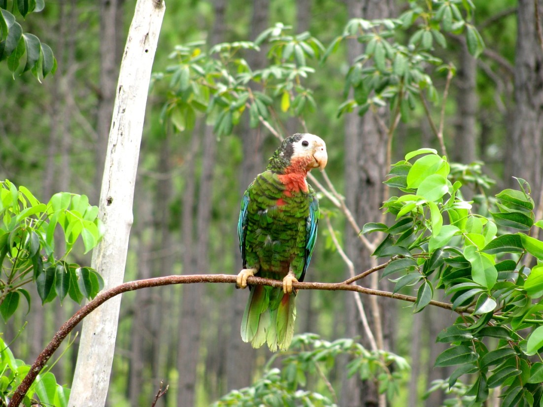 ABACO PARROT CS 13-3