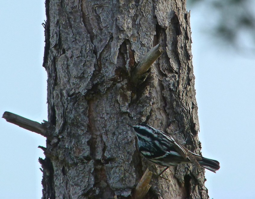 Black & White Warbler, Abaco, Bahamas 1