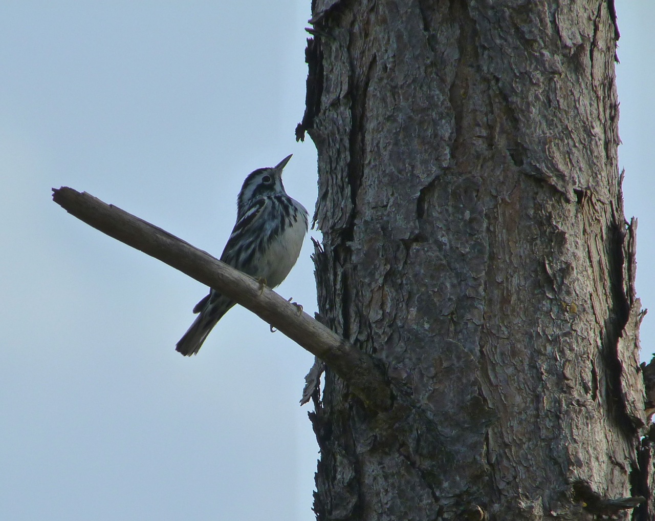 Black & White Warbler, Abaco, Bahamas 2