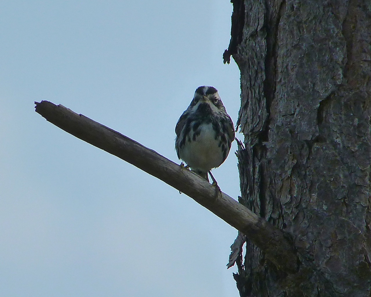 Black & White Warbler, Abaco, Bahamas 3
