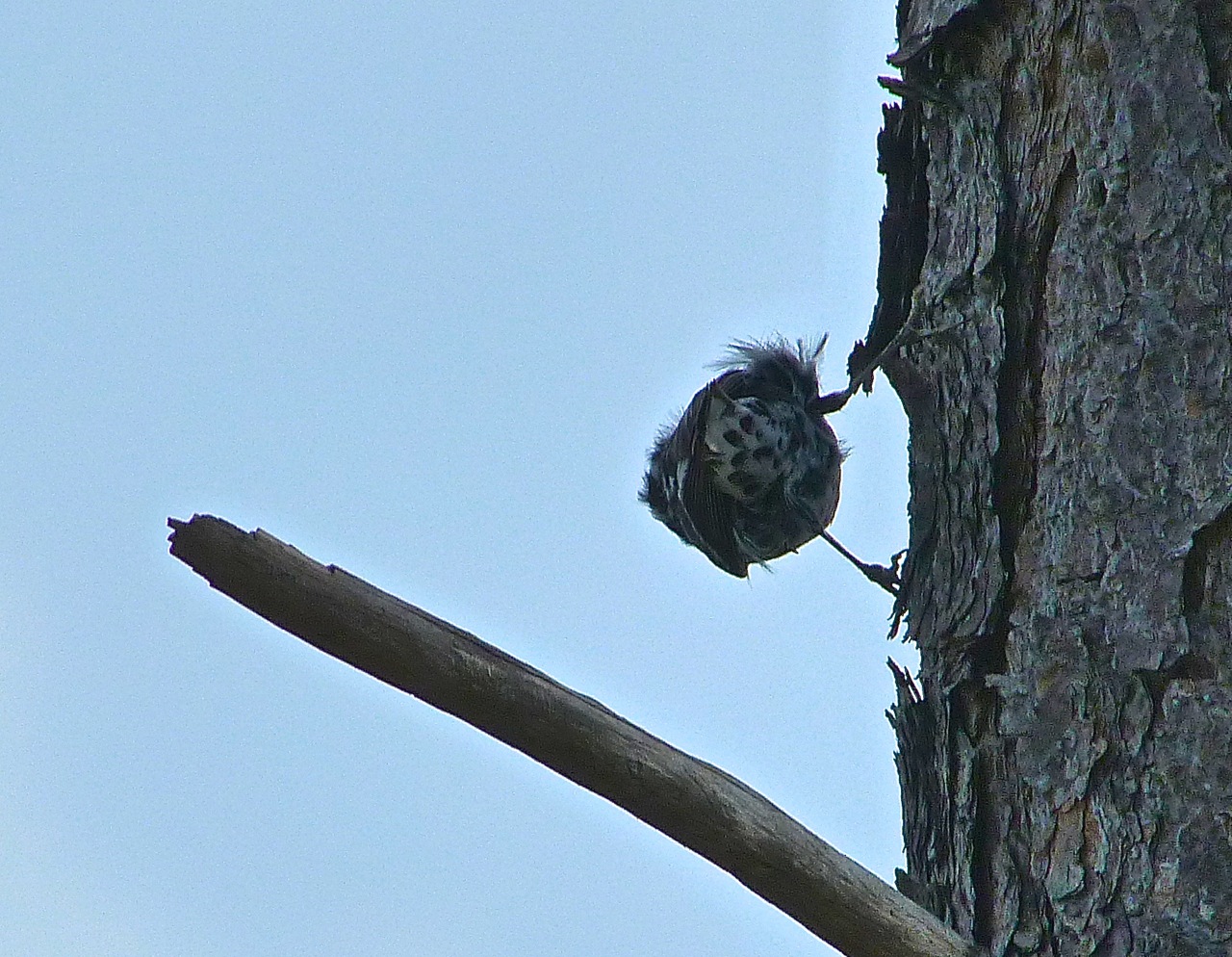 Black & White Warbler, Abaco, Bahamas 4