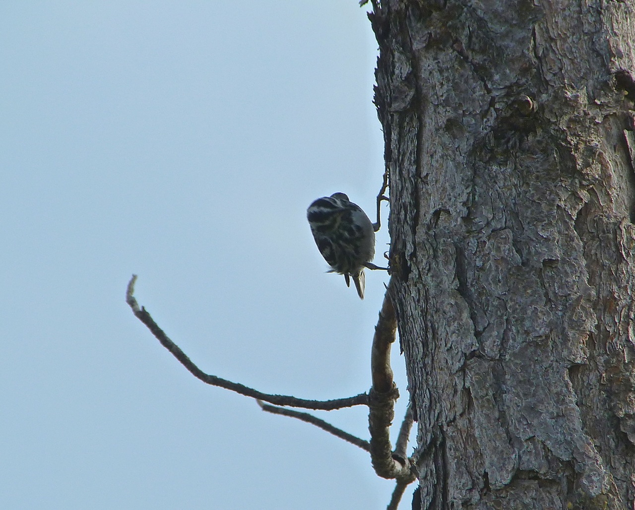 Black & White Warbler, Abaco Black & White Warbler KS P1050385 - Version 2