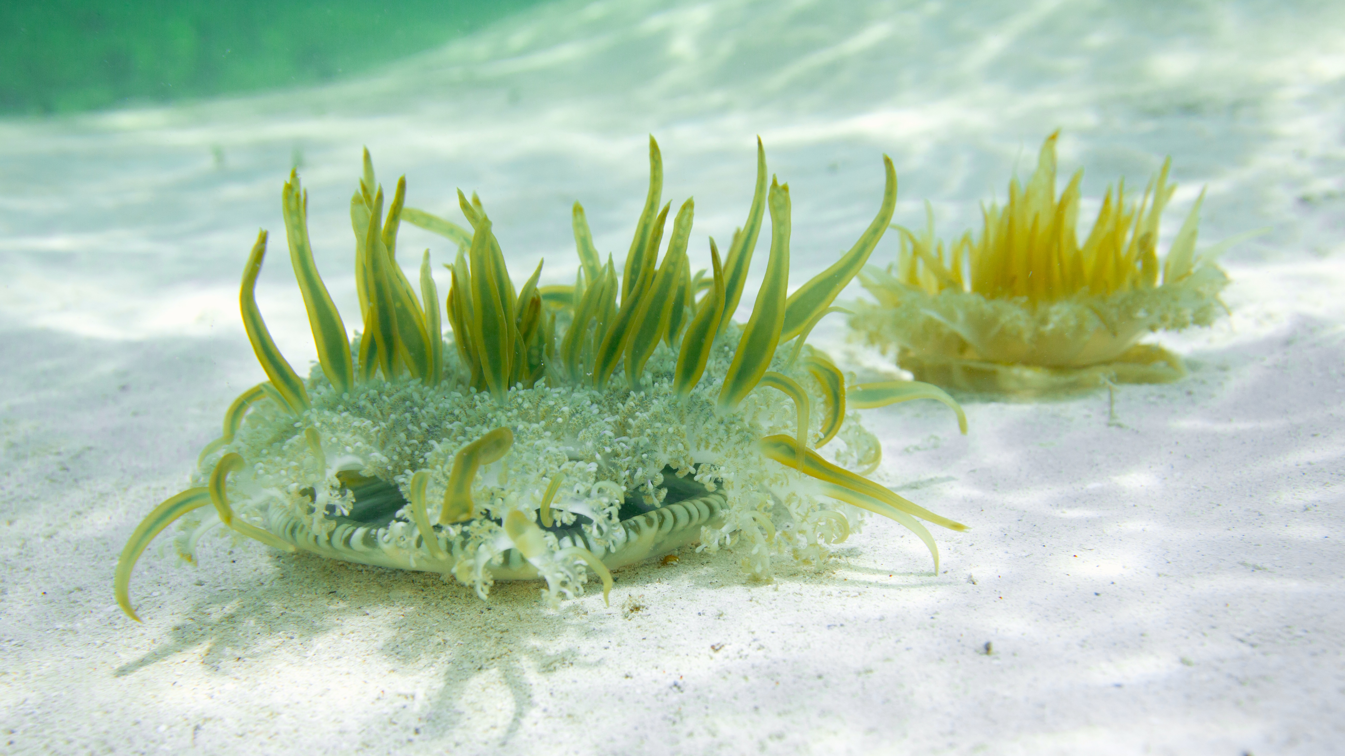 Production still from the television series BAHAMA BLUE © 2014 Parallax FIlm Productions Inc.