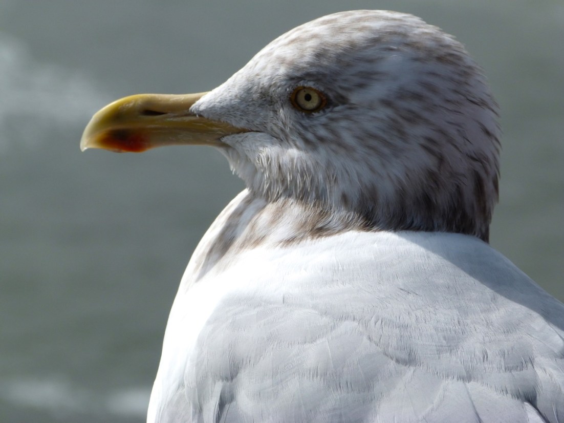 Herring Gull 1