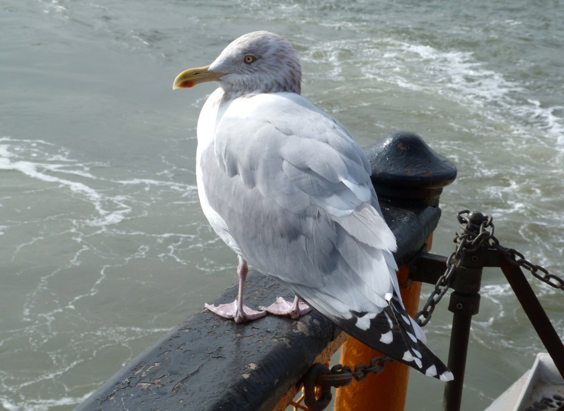 Herring Gull 2