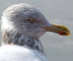 Herring Gull Header
