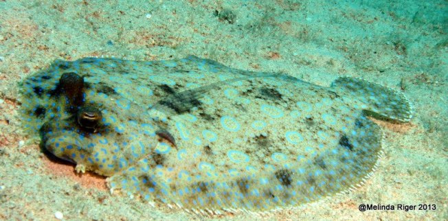 Peacock Flounder ©Melinda Riger @ GB Scuba