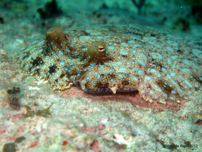 Peacock Flounder