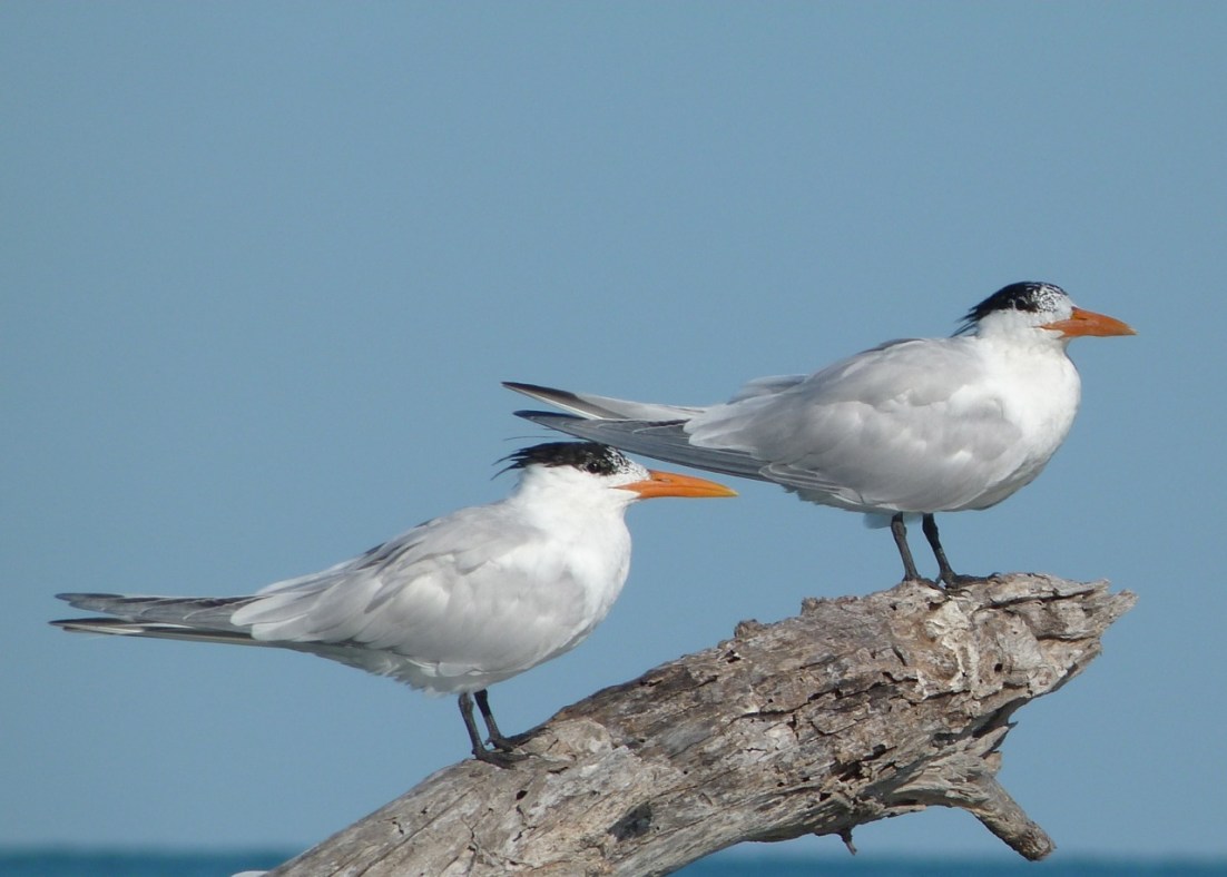 Royal Tern, Abaco, Bahamas (Marls) 2