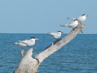 Royal Tern, Abaco, Bahamas (Marls) 3