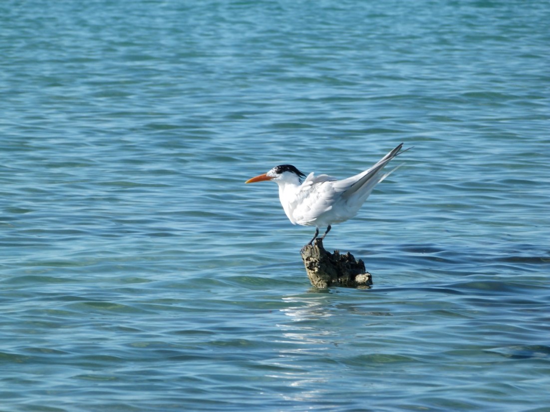 Royal Tern (Sterna maxima), Abaco Marls, Bahamas 5