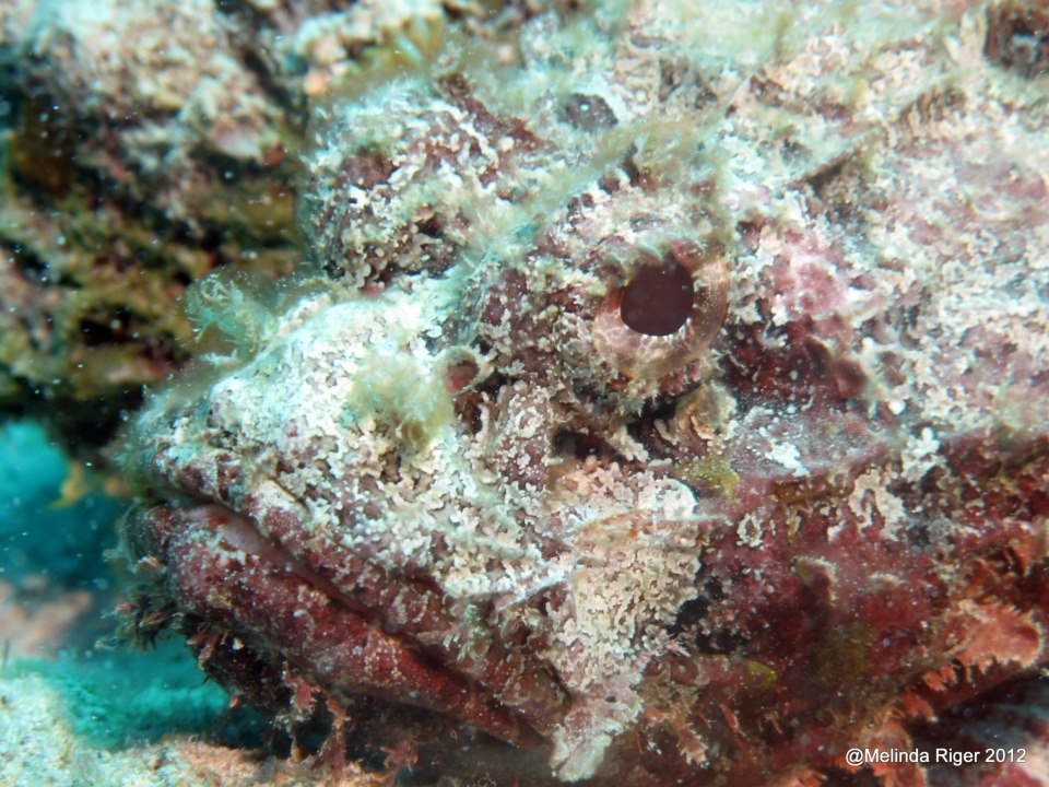 Scorpionfish Close-up ©Melinda Riger @GBS