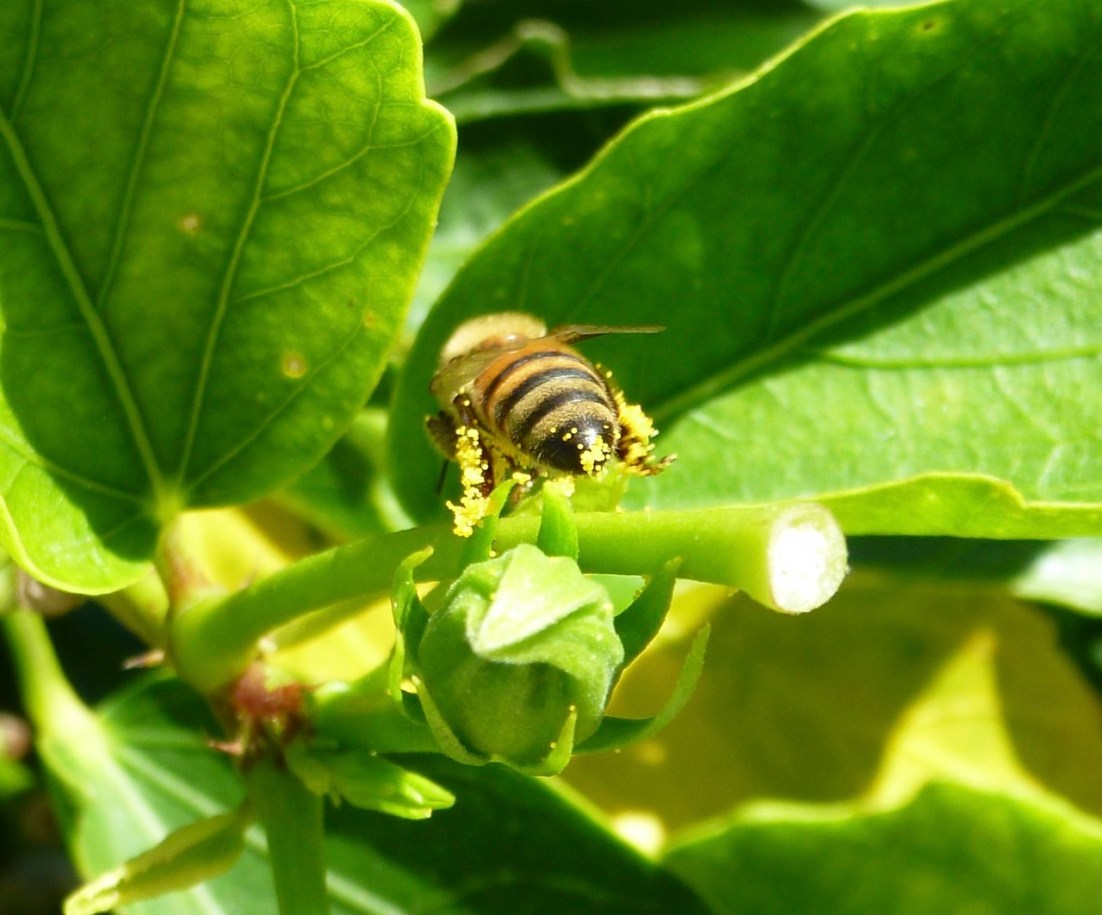 Abaco bees 5