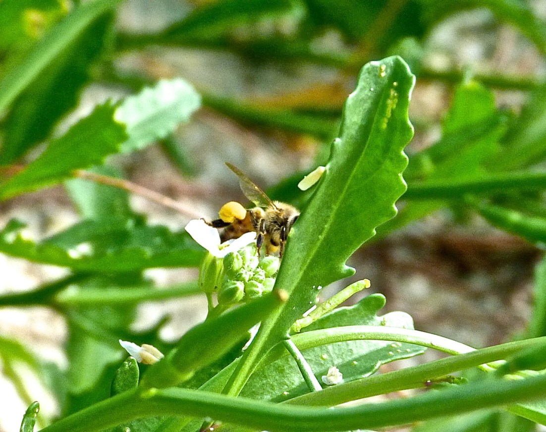 Abaco bees 8