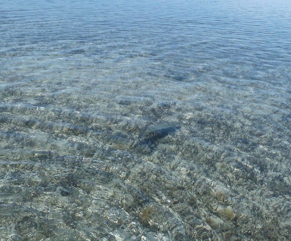 Adult Bonefish, The Marls, Abaco Bahamas